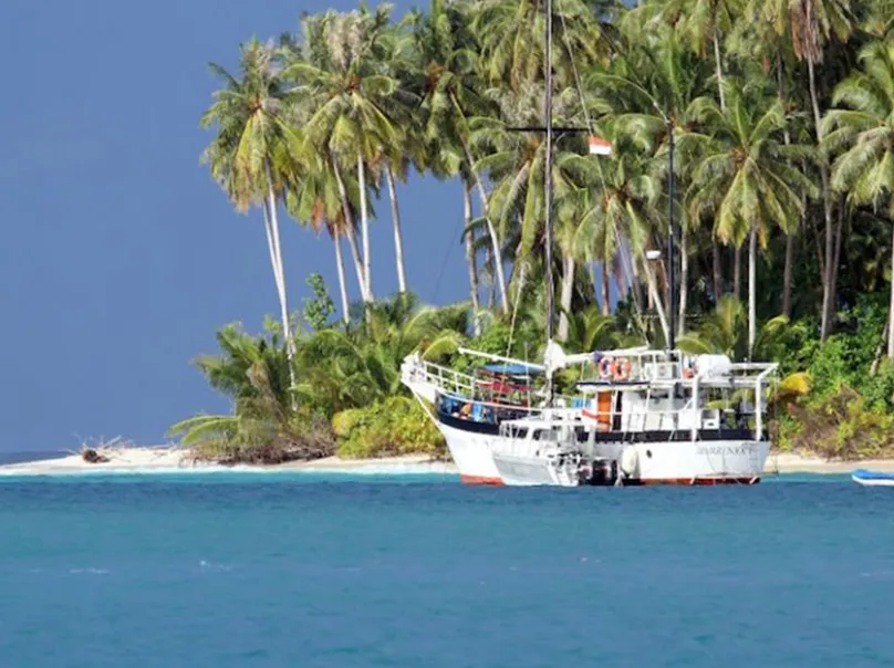 Surfer catching a wave near a palm-lined tropical beach in Maldives – Atoll Travel